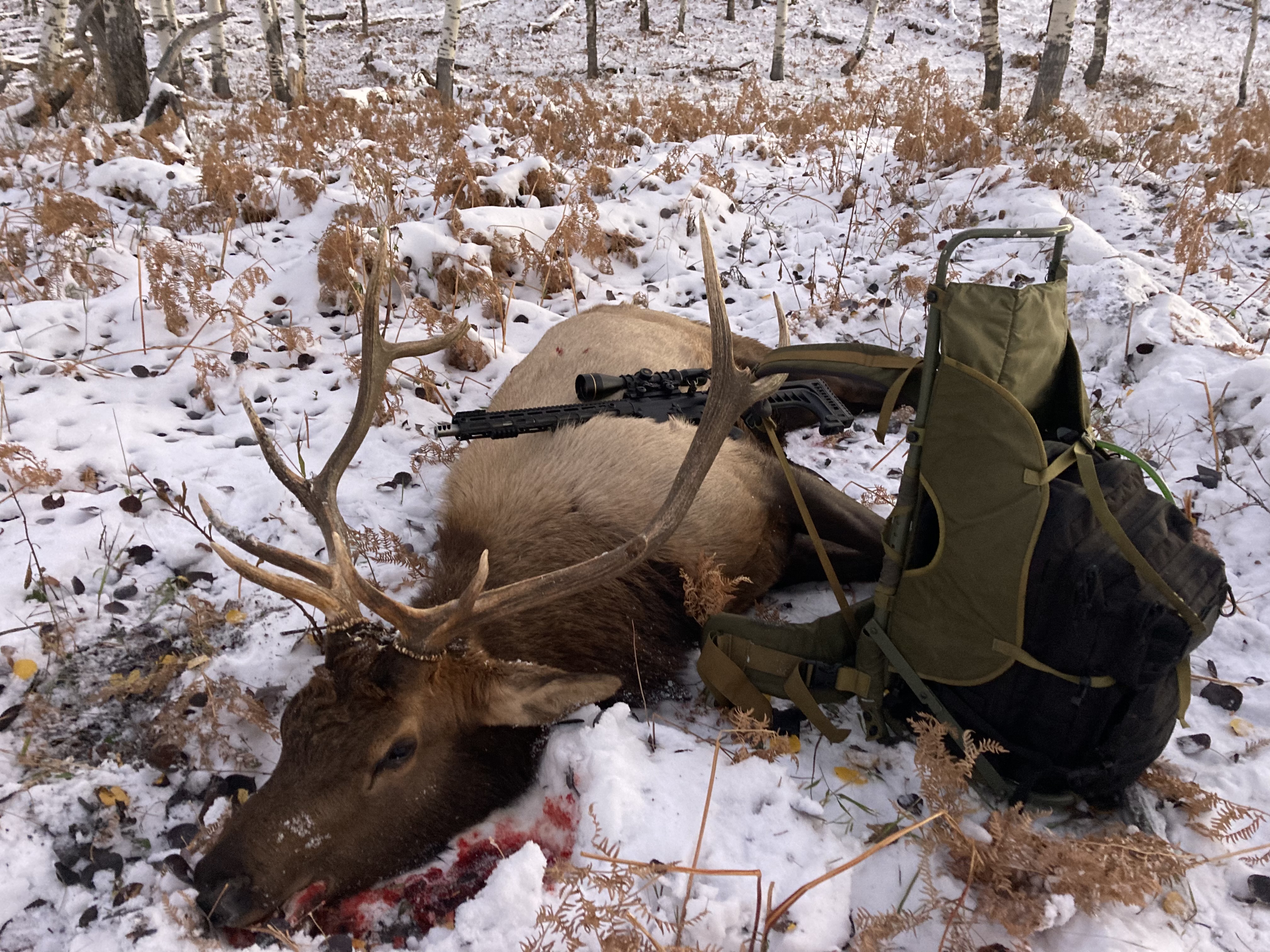 TJ Agamaite Elk
