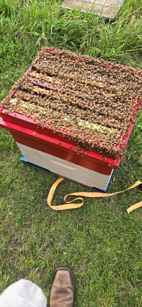 Jason LaBine and Frank Ujazdowski –&nbsp;Beekeepers