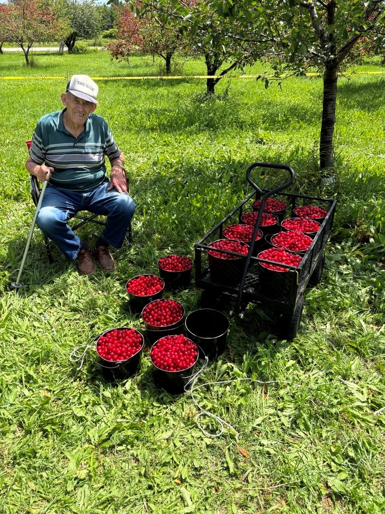 Cherry Picking – Sturgeon Bay Area by Ellen&nbsp;Richmond