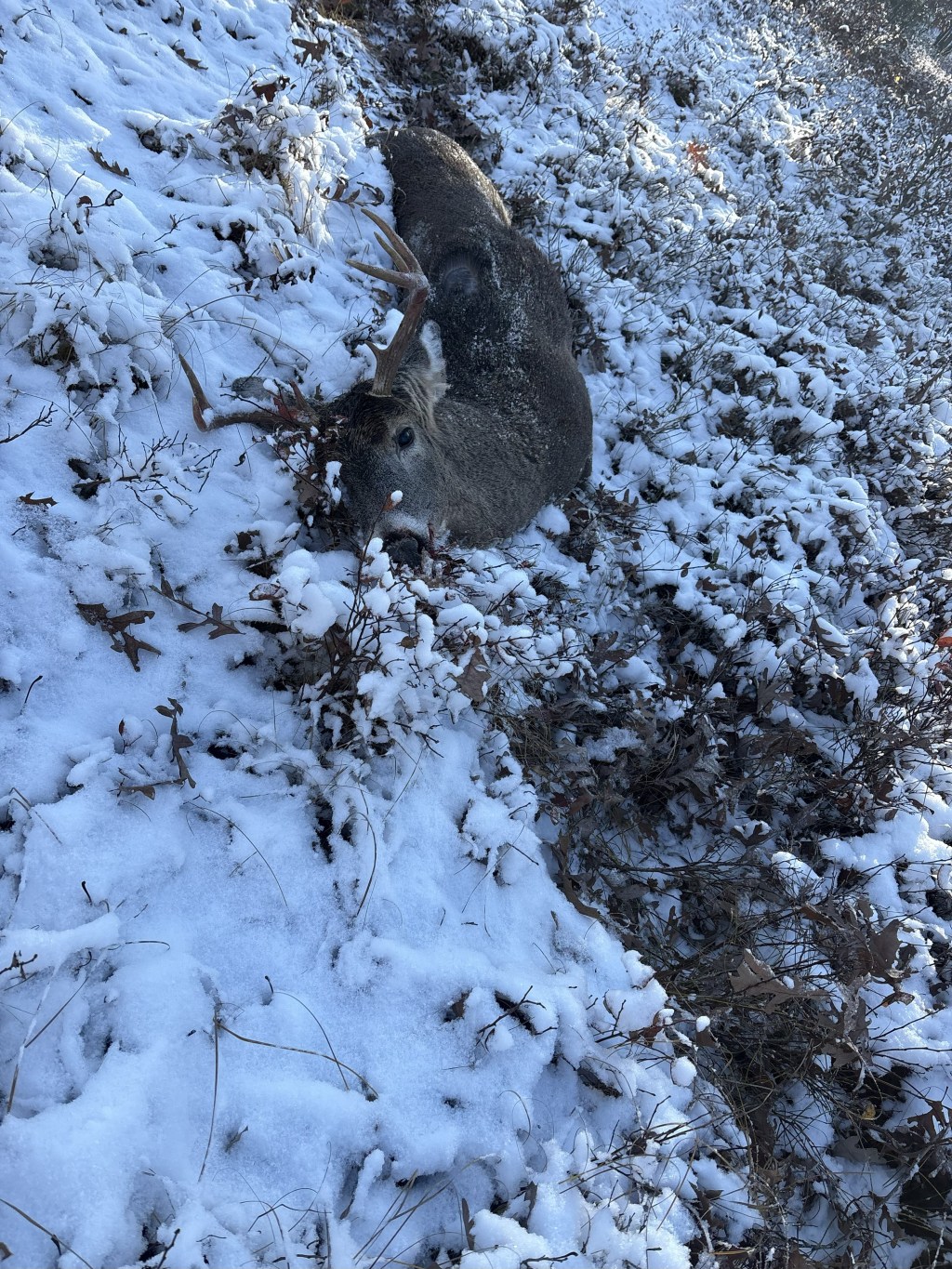 Adam Brown Bow&nbsp;Buck