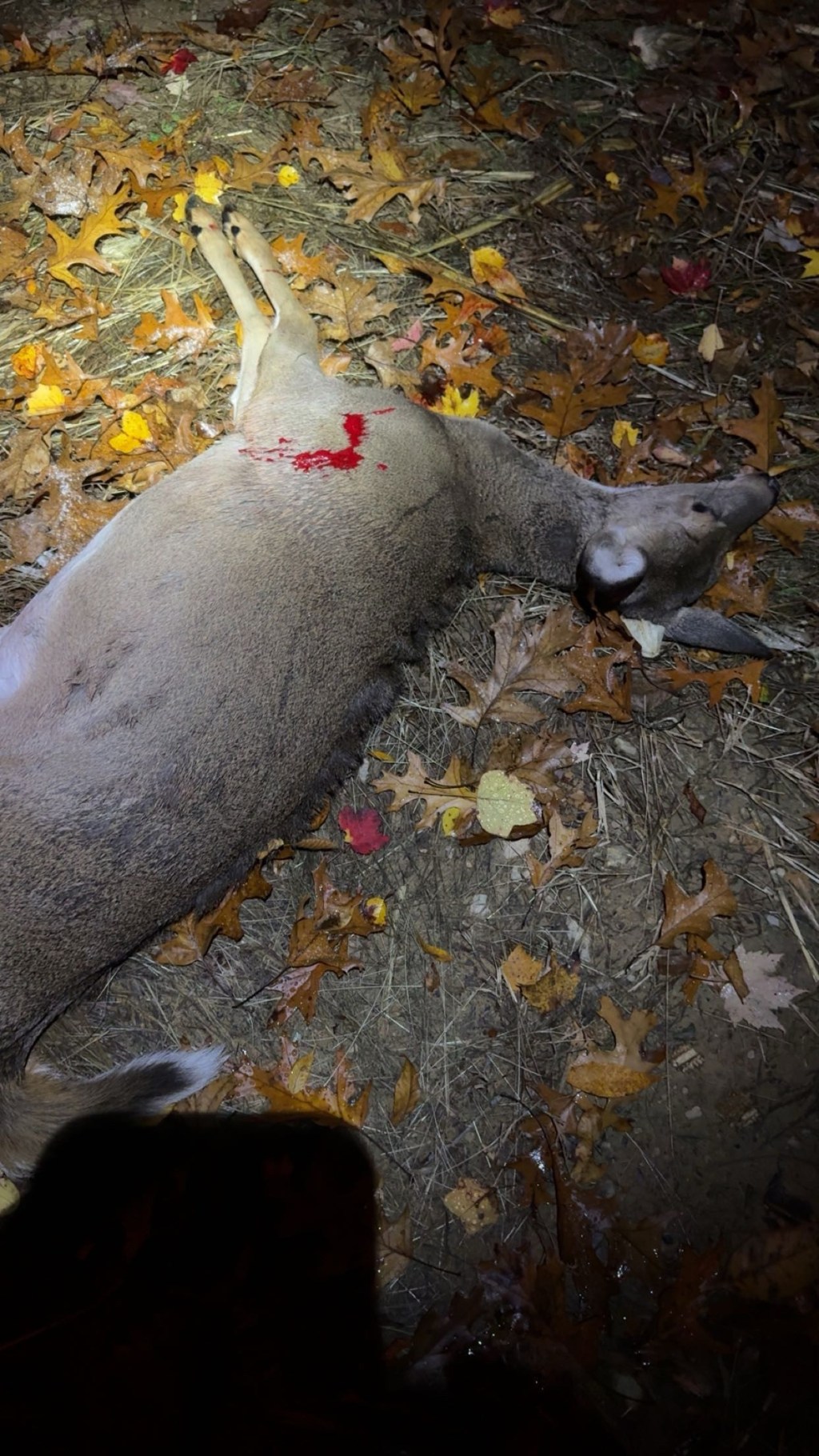 Logan Maki Kentucky&nbsp;Doe