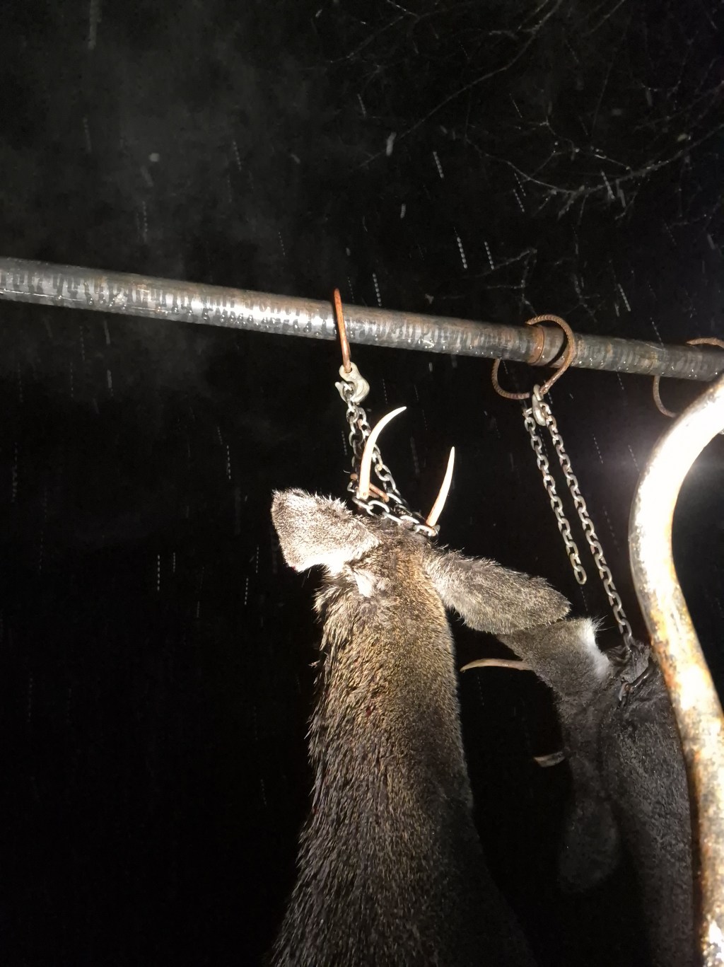 Darin Tuschy Gun&nbsp;Buck