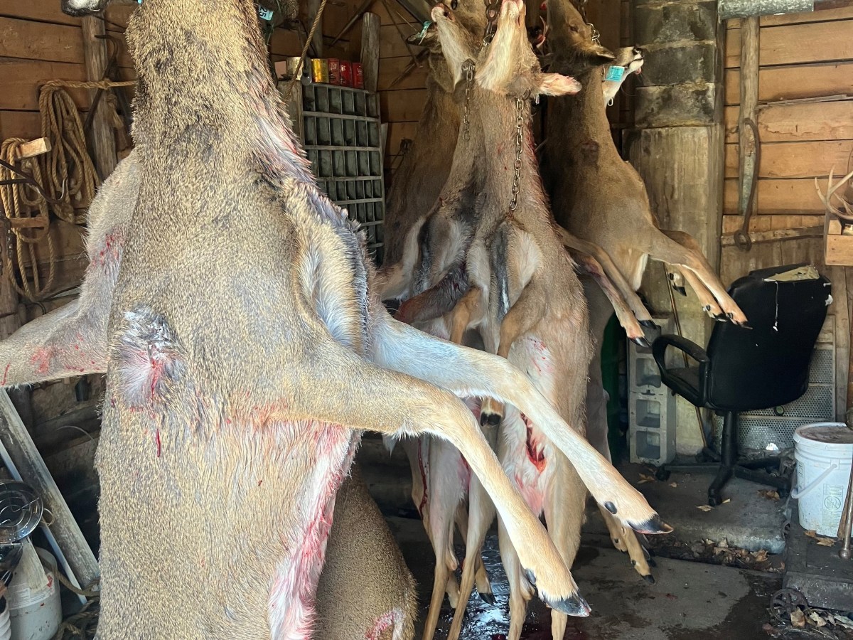 Greg Blazer Gun&nbsp;Doe