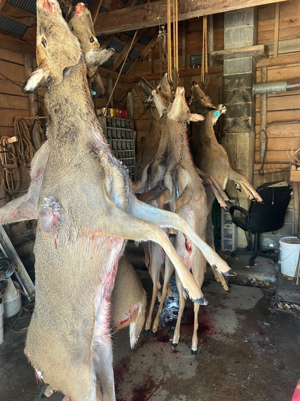 Greg Blazer Gun&nbsp;Doe