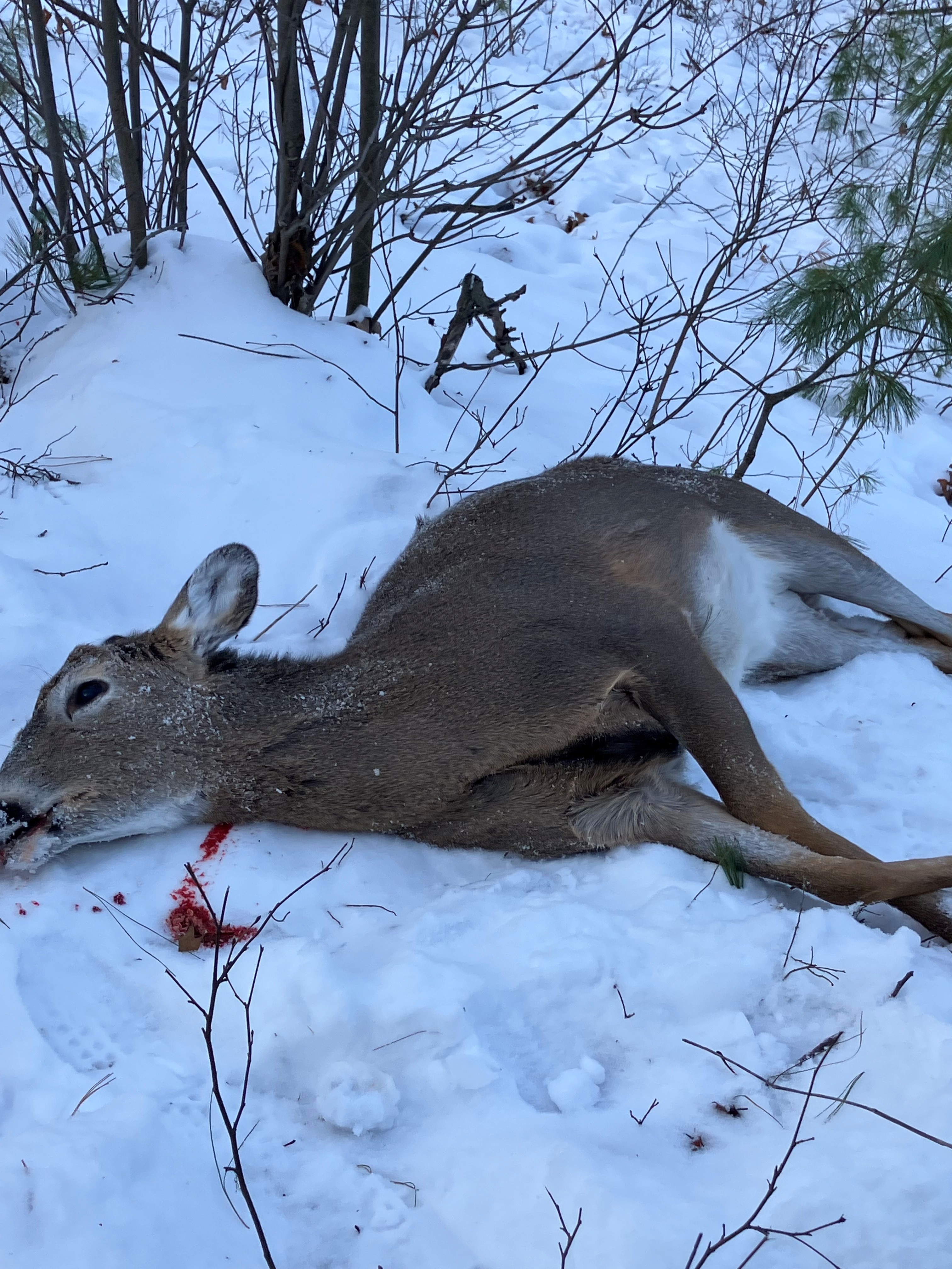 Kirk Altergott Antlerless Buck